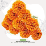Orange Marigold Bloom Cluster