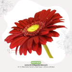 Red Gerbera Single Stem