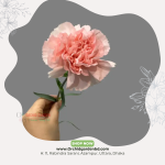 Pink Ruffle Carnation
