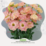 Pastel Lisianthus Stem