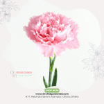 Carnation Flower Stick 1 Piece