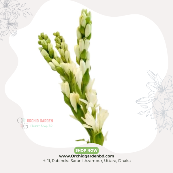 Rajanigandha Flower Stick 1 Piece