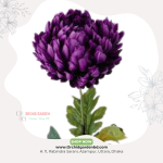 Purple punique Single Stem