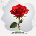 Red China Rose 1 Piece