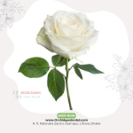 Off White Chinese Rose 1 Piece