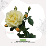 Off White Local Rose 1 Piece