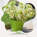 Tuberose Rajanigandha Stems