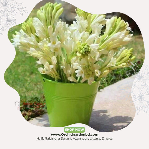 Tuberose Rajanigandha Stems