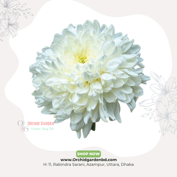 White Chandramallika 1 Piece