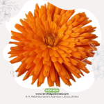 Orange Calendula 1 Piece