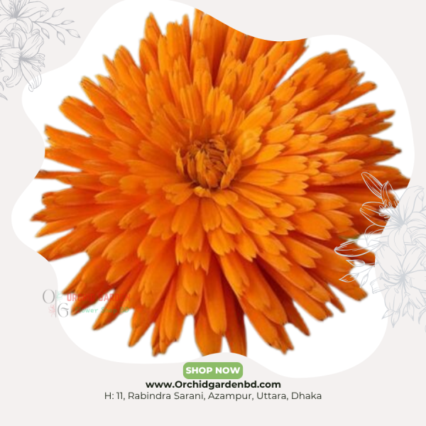 Orange Calendula 1 Piece