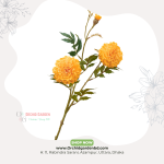 Golden Marigold Fresh Stick