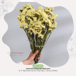 Yellow Statice Fresh Flower Bunch