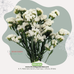 White Statice Fresh Flower Bunch