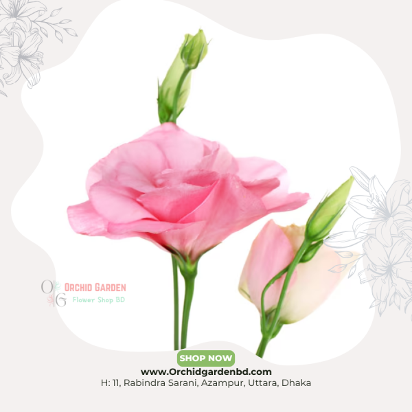 Pink Stoma Fresh Flower Stem