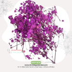 Purple Gypsy Fresh Flower Bunch