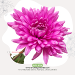 Pink Chrysanthemum 1 Stick