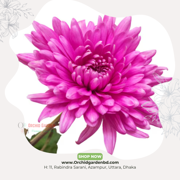 Pink Chrysanthemum 1 Stick