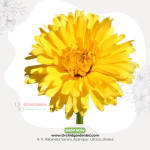 Yellow Calendula 1 Piece