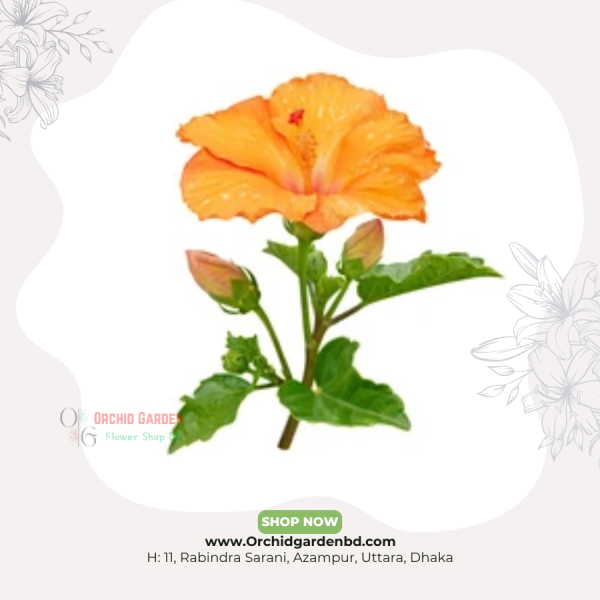 Orange Hibiscus Fresh Flower Stem
