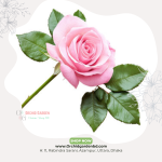 Pink Chinese Rose 1 Piece