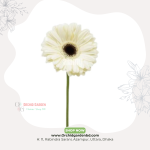 White Gerbera Flower 1 Piece