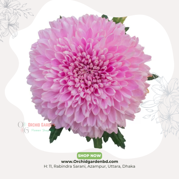 Pink Chandramallika 1 Piece