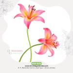 Pink Lily Fresh Flower Stem