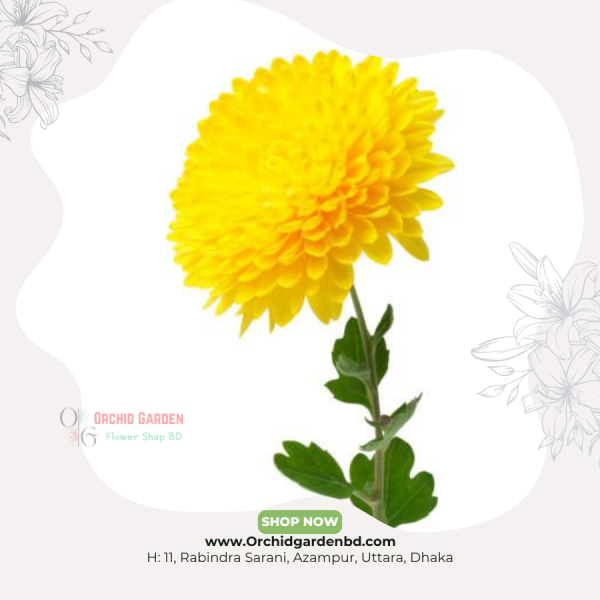 Yellow Chandramollika Flower