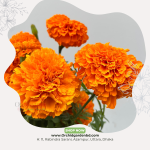 Orange Marigold Fresh Flower