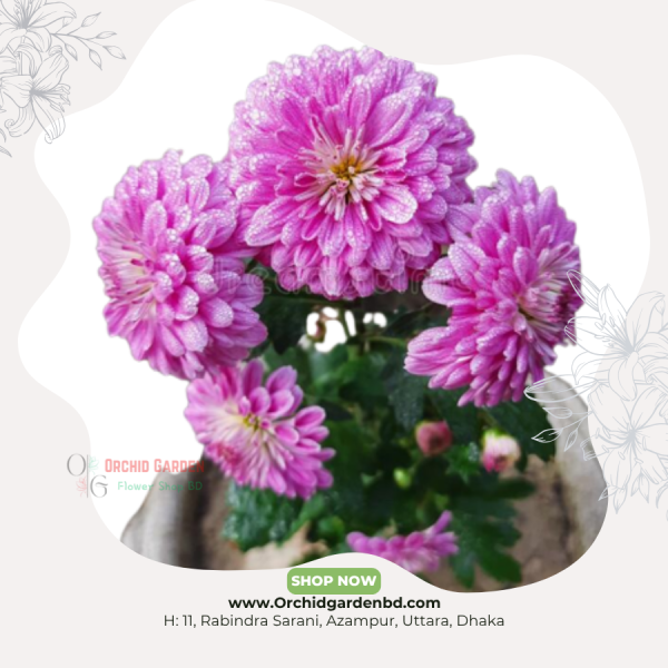 Violet Chandramallika 1 Piece