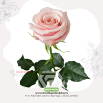 Baby Pink Chinese Rose 1 Piece