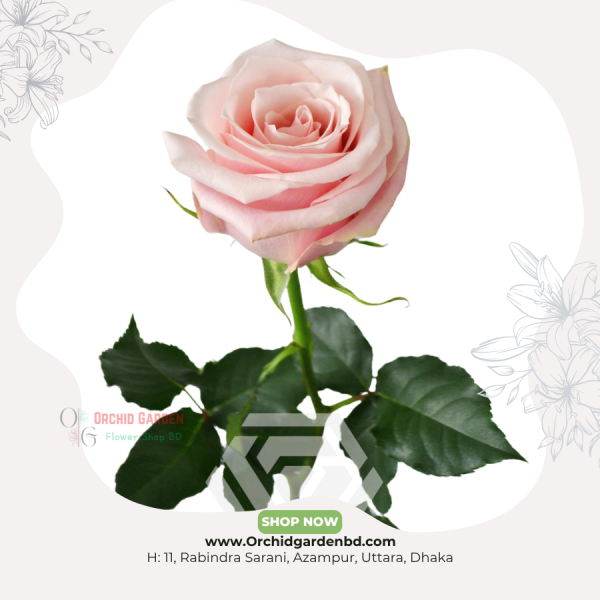 Baby Pink Chinese Rose 1 Piece