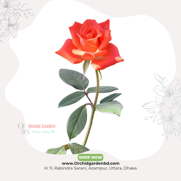 Orange Chinese Rose 1 Piece