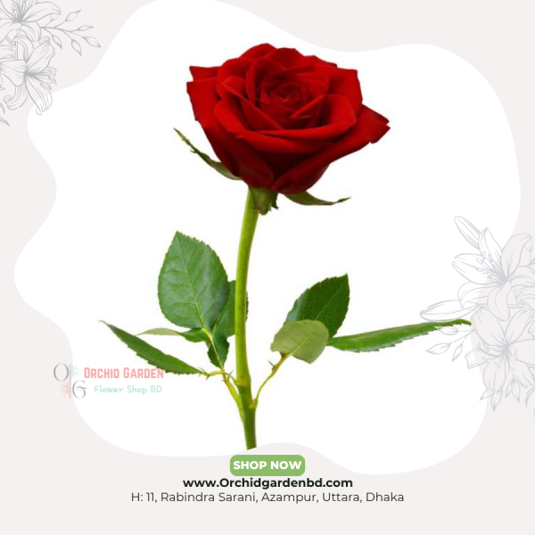 Chinese Red Rose 1 Piece