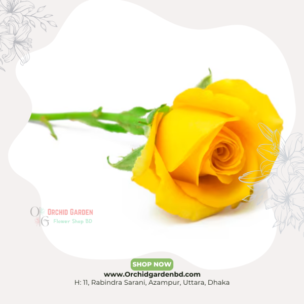 Yellow Chinese Rose 1 Piece
