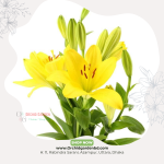 Yellow Lily Stick 1 Piece