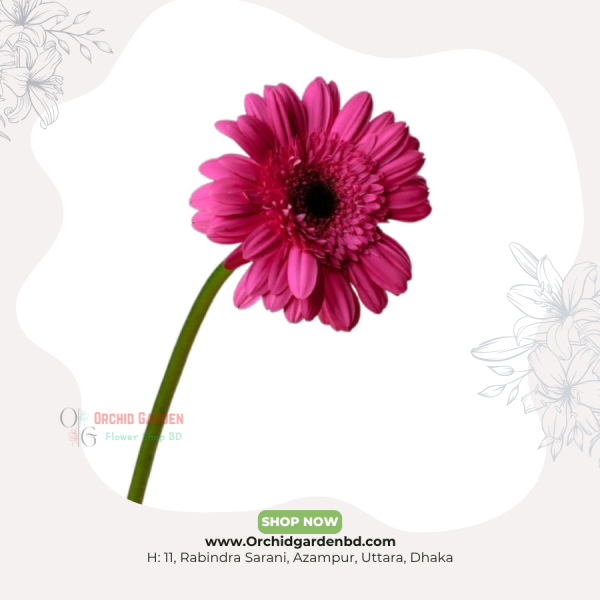 Hot Pink Gerbera