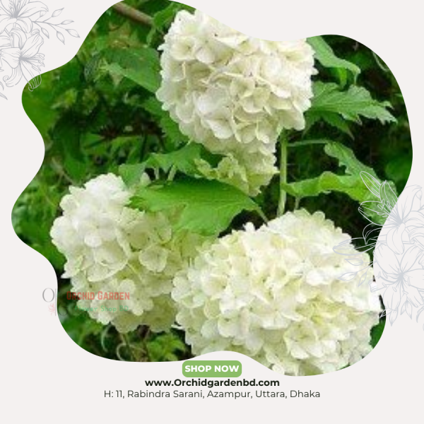 White Hydrangea Premium Stem