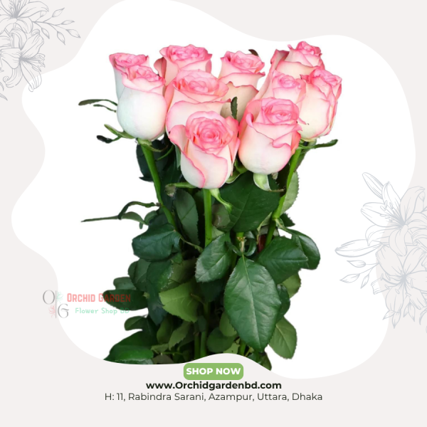 Pink Bi-Color Premium Rose