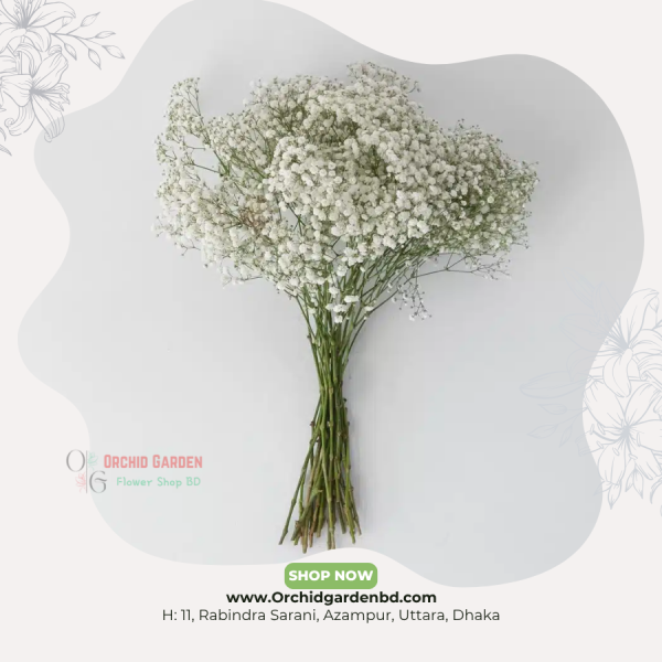 White Gypsy Fresh Flower Stems