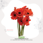 Orange Gerbera Flower
